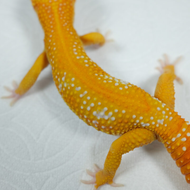 Tangerine Tremper Albino (Male)