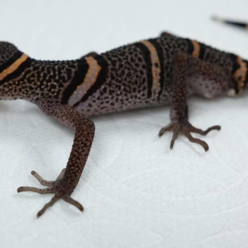 Goniurosaurus luii - F1 (Male)