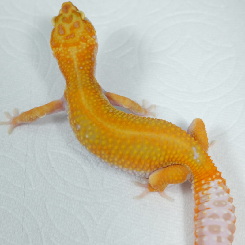 White & Yellow Tangerine Tremper Albino (Female)
