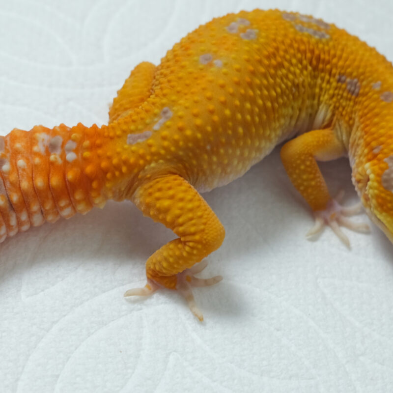 Tangerine Tremper Albino (Female)